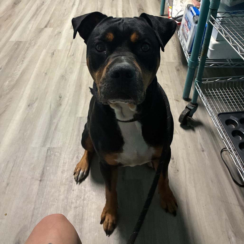 Enlarge Mylo, a Adoptable mixed breed in St. Louis, MO image 3/6