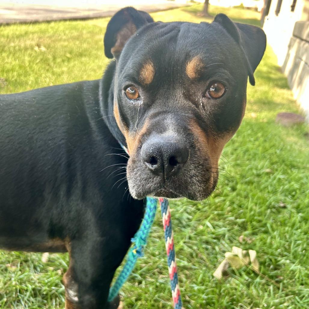 Enlarge Mylo, a Adoptable mixed breed in St. Louis, MO image 4/6