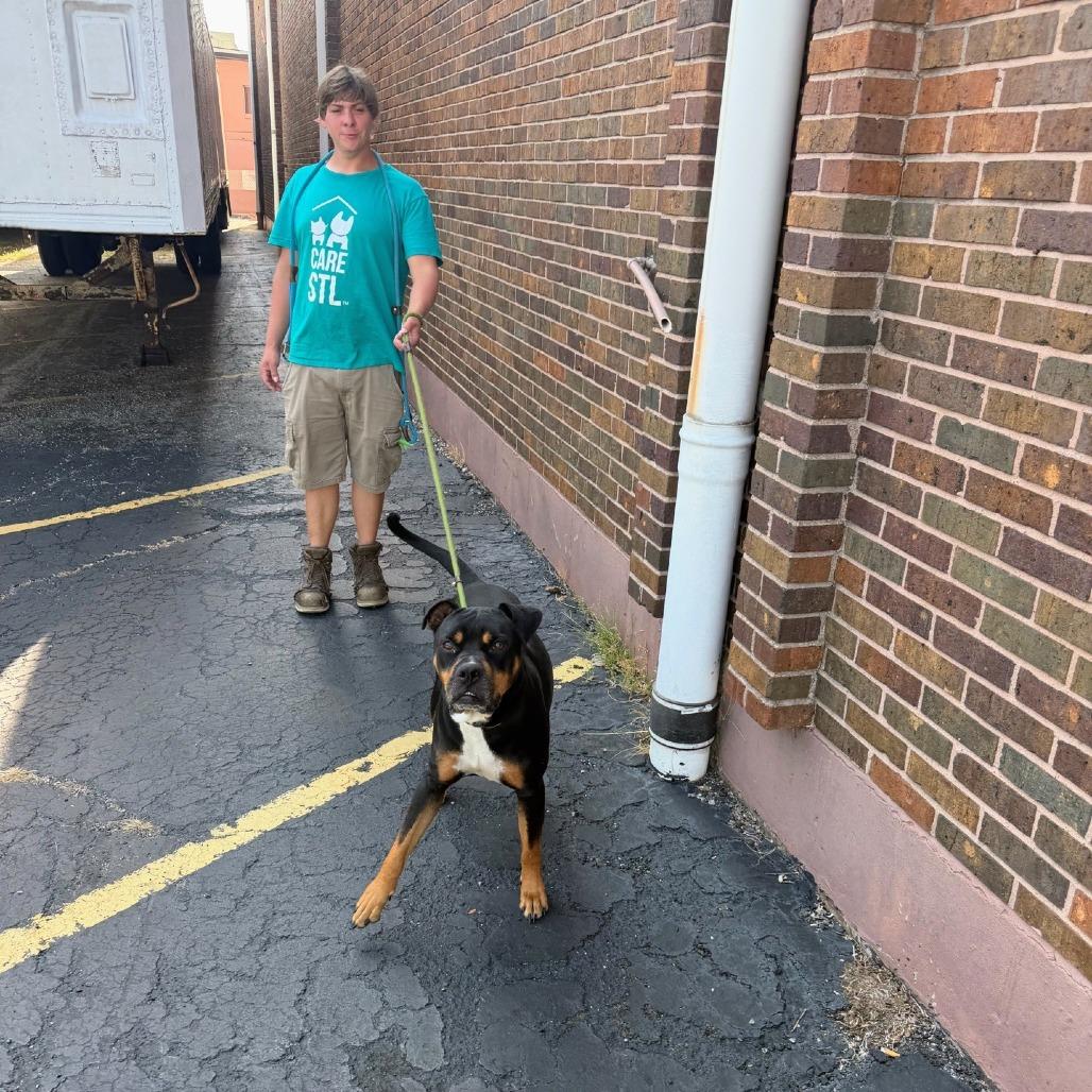 Enlarge Mylo, a Adoptable mixed breed in St. Louis, MO image 5/6
