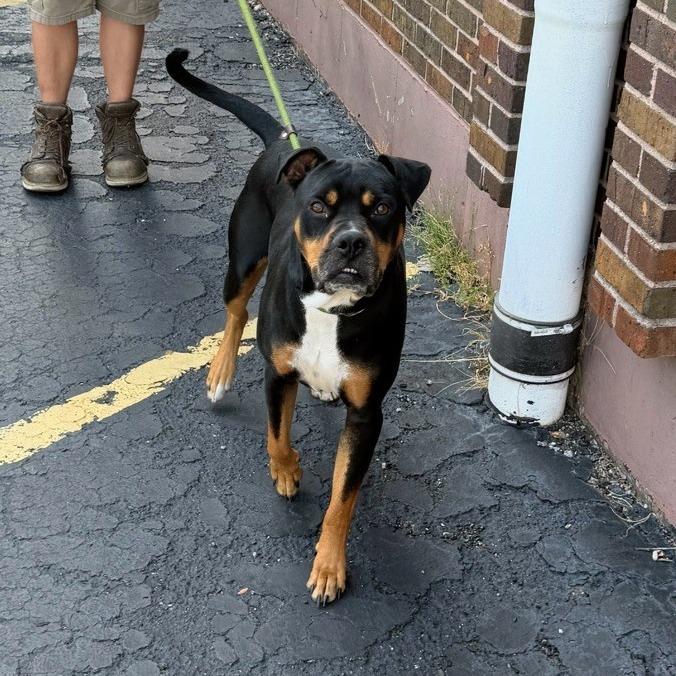 Enlarge Mylo, a Adoptable mixed breed in St. Louis, MO image 6/6