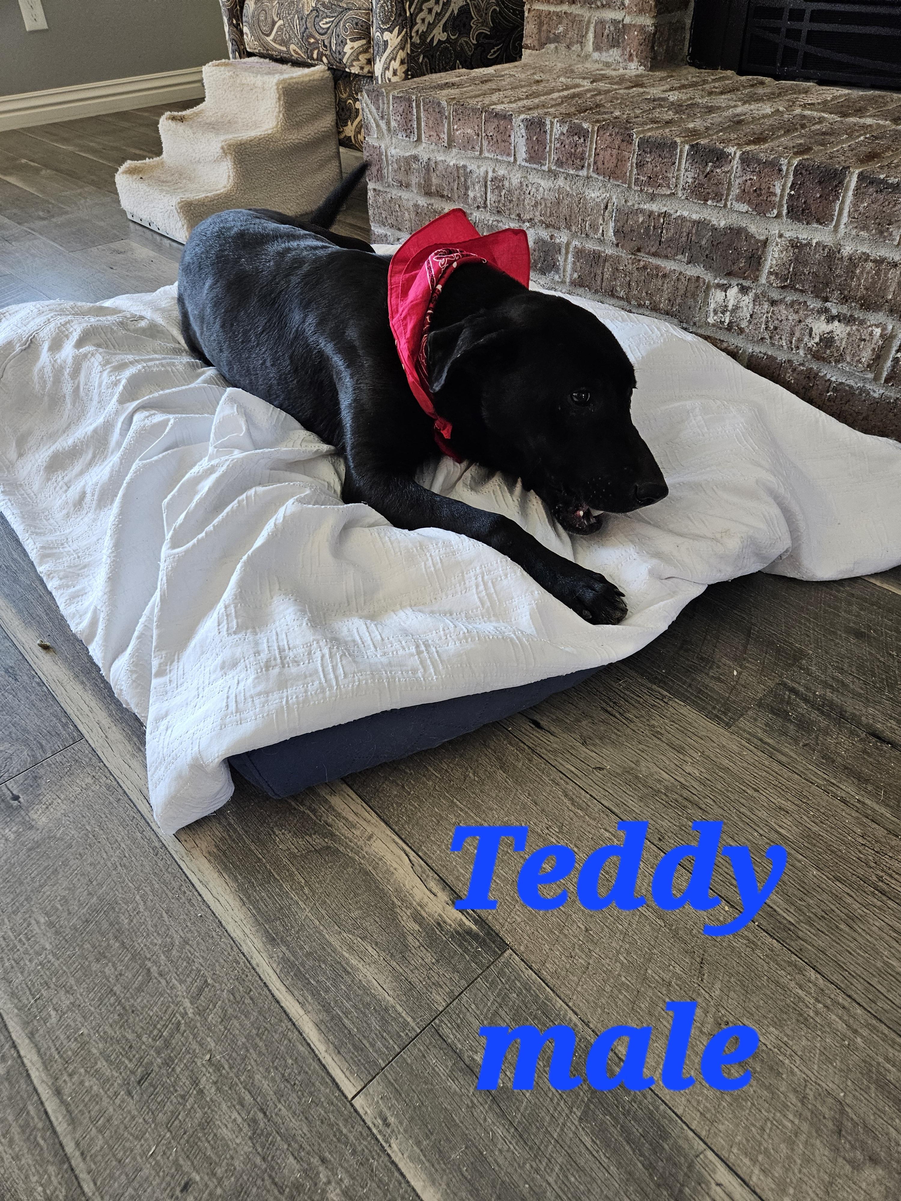 Teddy