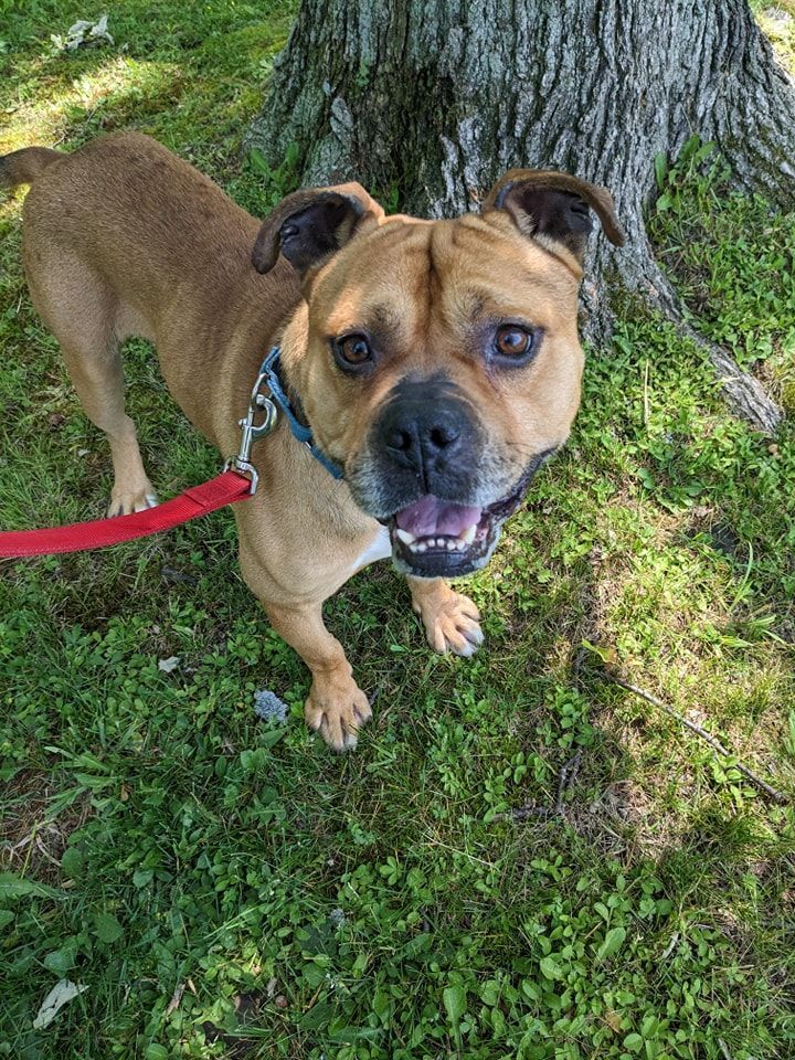 Enlarge Bugsy, a Adopted mixed breed in Newburgh, NY image 1/10