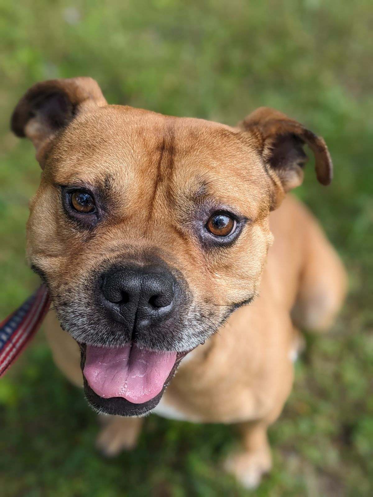 Enlarge Bugsy, a Adopted mixed breed in Newburgh, NY image 2/10