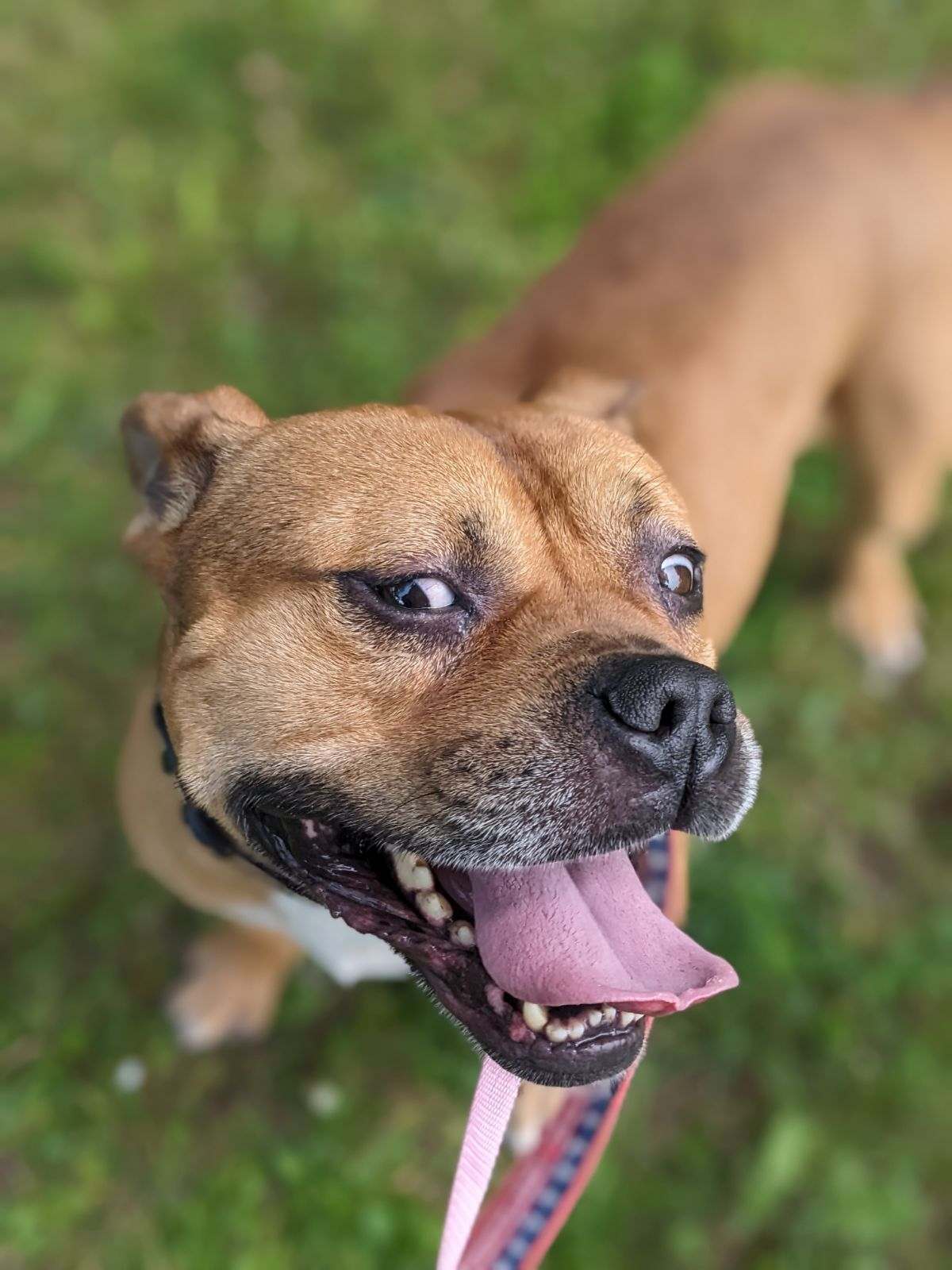 Enlarge Bugsy, a Adopted mixed breed in Newburgh, NY image 3/10