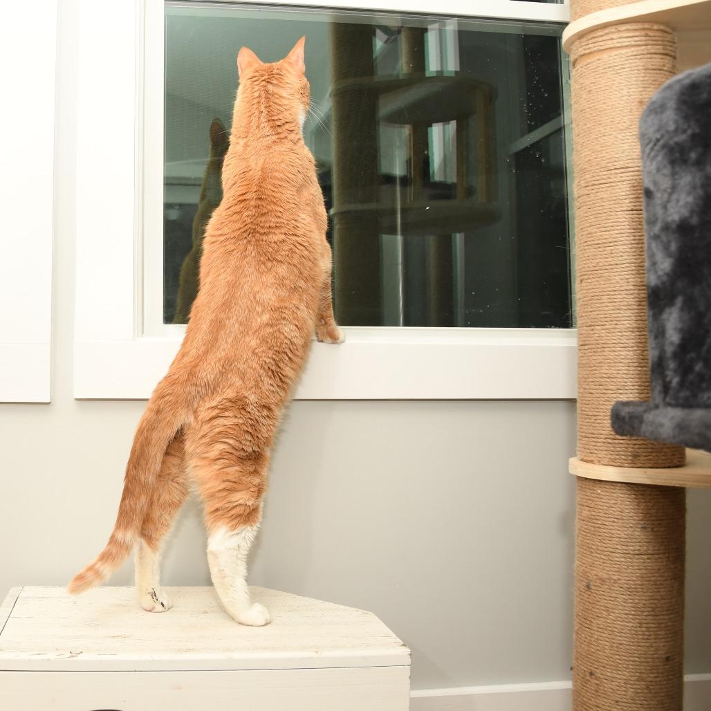 Enlarge Turkey, a Adoptable Domestic Short Hair in Natick, MA image 1/6