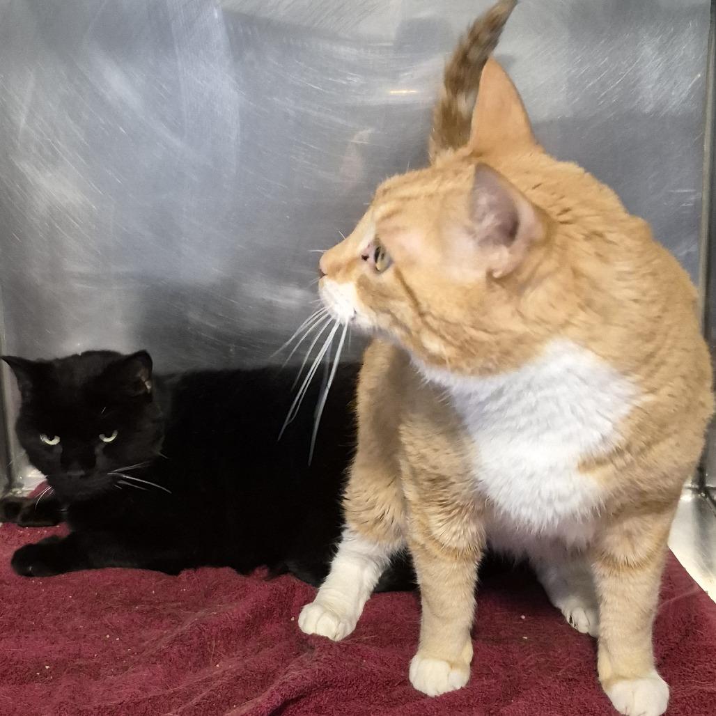 Enlarge Turkey, a Adoptable Domestic Short Hair in Natick, MA image 2/6