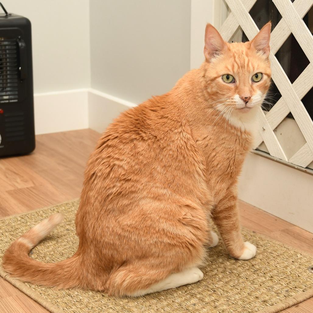 Enlarge Turkey, a Adoptable Domestic Short Hair in Natick, MA image 3/6