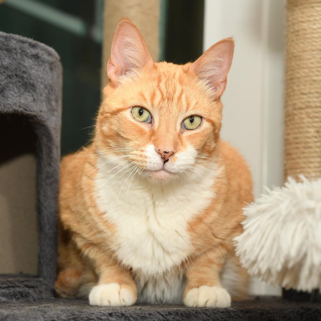 Enlarge Turkey, a Adoptable Domestic Short Hair in Natick, MA image 4/6