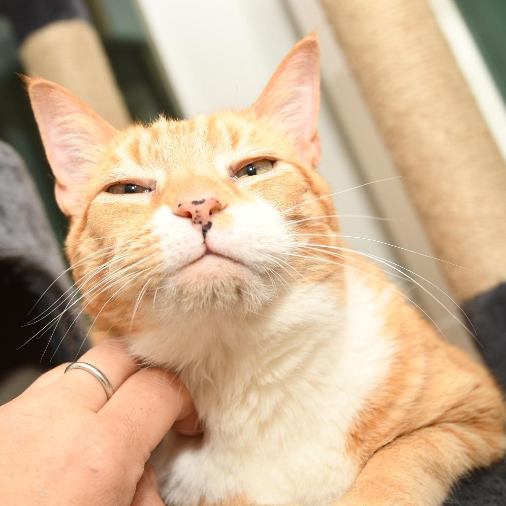 Enlarge Turkey, a Adoptable Domestic Short Hair in Natick, MA image 5/6