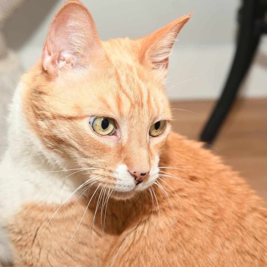 Enlarge Turkey, a Adoptable Domestic Short Hair in Natick, MA image 6/6