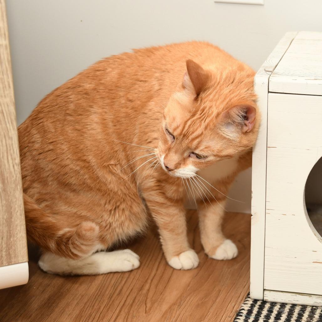 Turkey, a Adoptable Domestic Short Hair in Natick, MA image 6/6