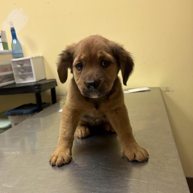 Gin, Adopted, Puppy Female German Shepherd Dog.