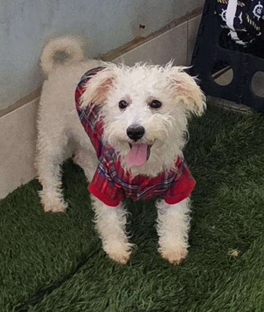 Enlarge Antton, a ADOPTABLE Maltipoo in Fallbrook, CA image 4/6