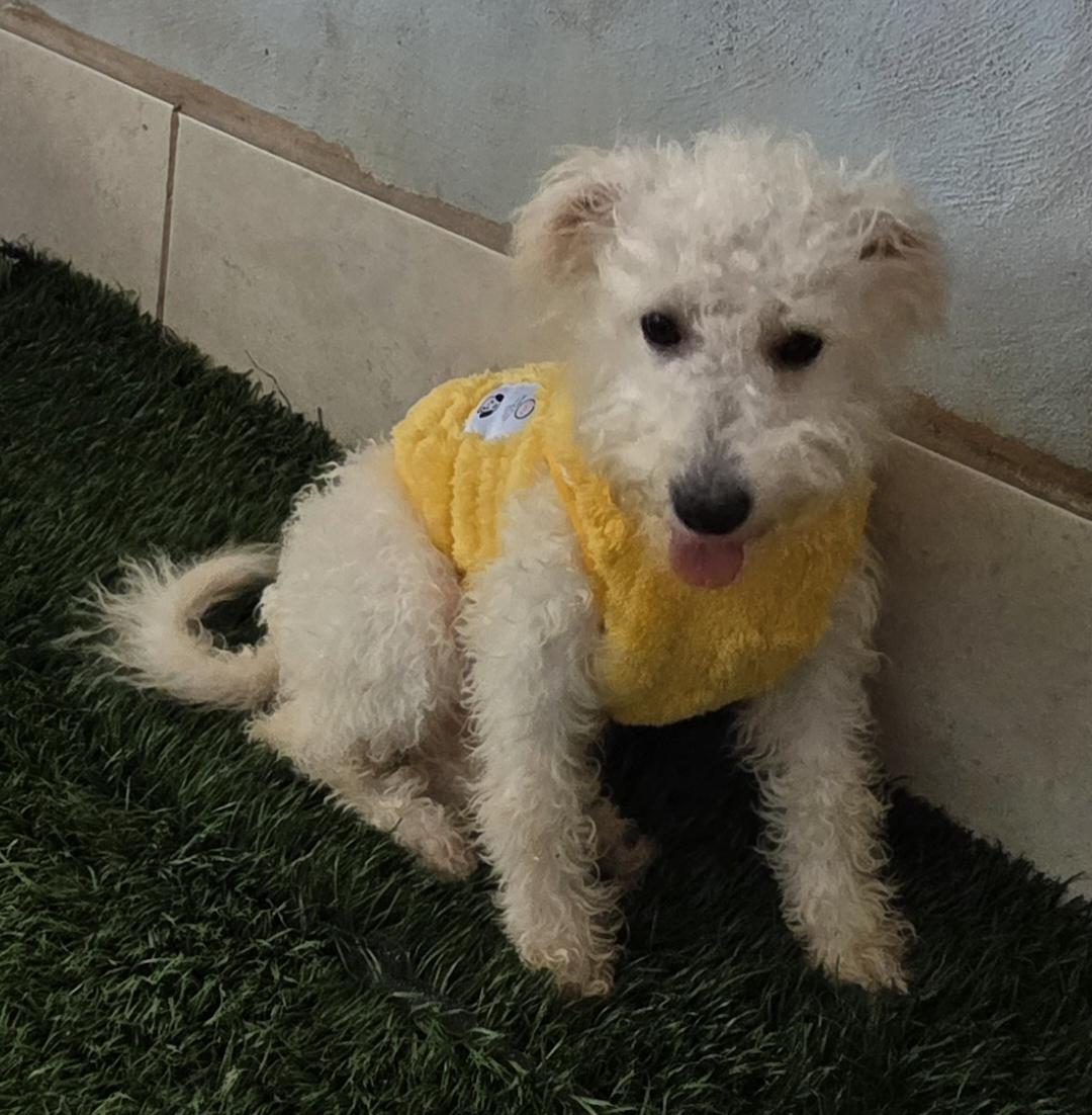 Enlarge Antton, a ADOPTABLE Maltipoo in Fallbrook, CA image 1/6