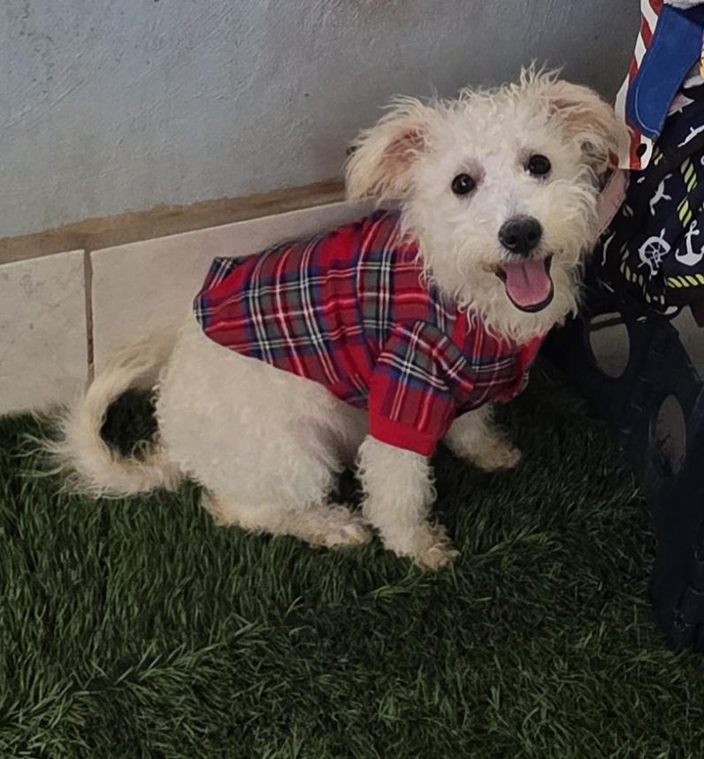 Enlarge Antton, a ADOPTABLE Maltipoo in Fallbrook, CA image 5/6