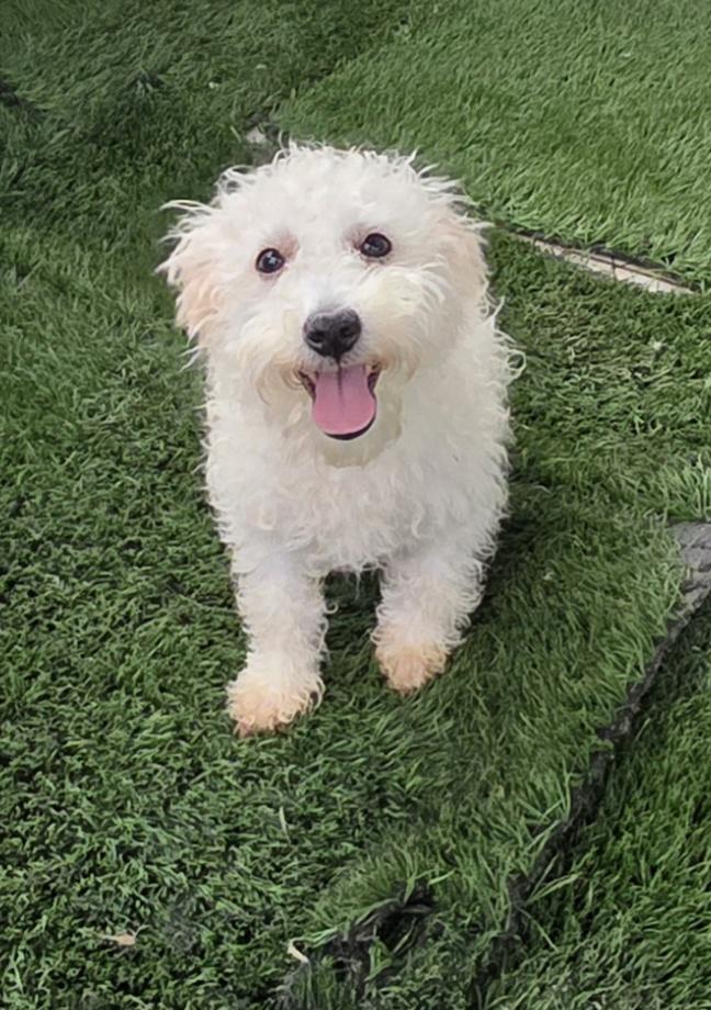 Enlarge Antton, a ADOPTABLE Maltipoo in Fallbrook, CA image 6/6