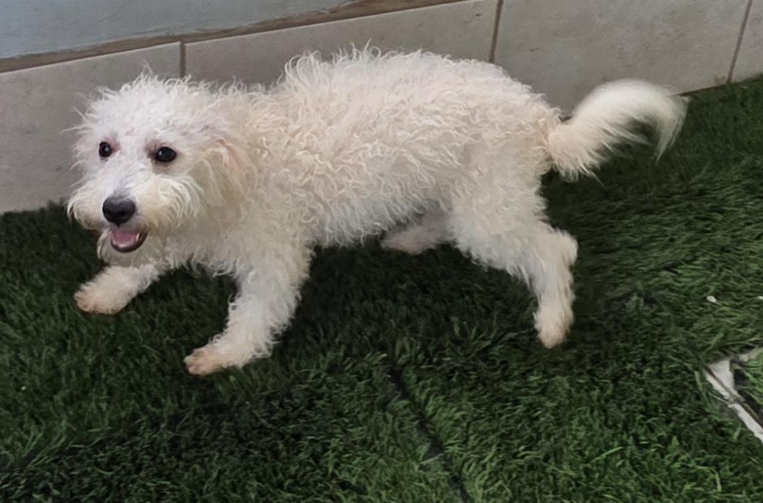 Enlarge Antton, a ADOPTABLE Maltipoo in Fallbrook, CA image 2/6