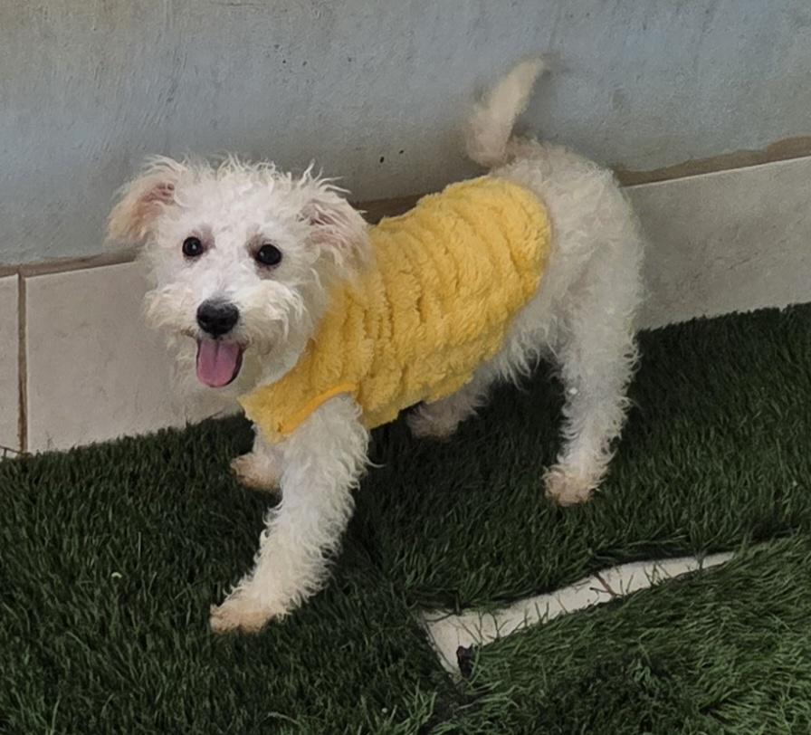 Enlarge Antton, a ADOPTABLE Maltipoo in Fallbrook, CA image 3/6