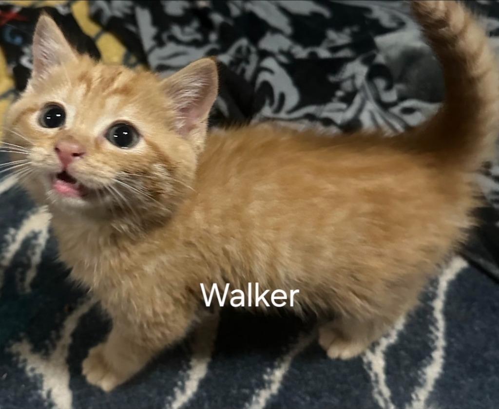 Walker, Adoptable, Kitten Male Domestic Short Hair.