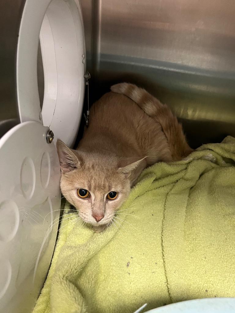 Milton// Murray, Adopted, Young Male Domestic Short Hair.