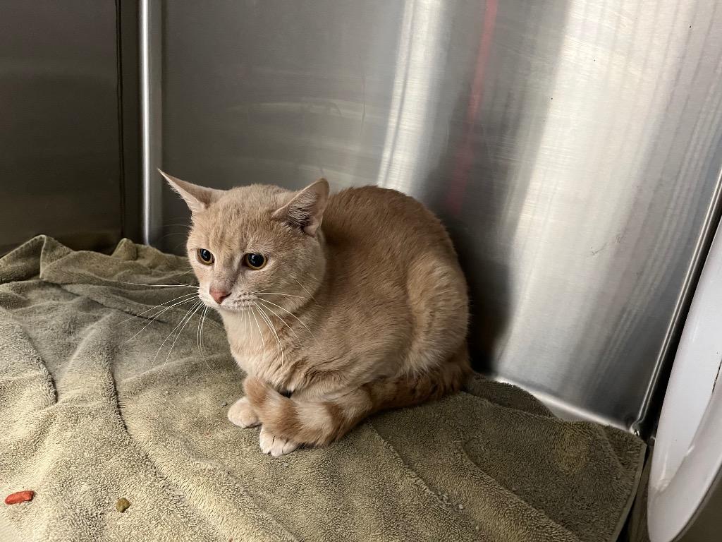 Enlarge Milton// Murray, a Adopted mixed breed in Noble, OK image 2/2