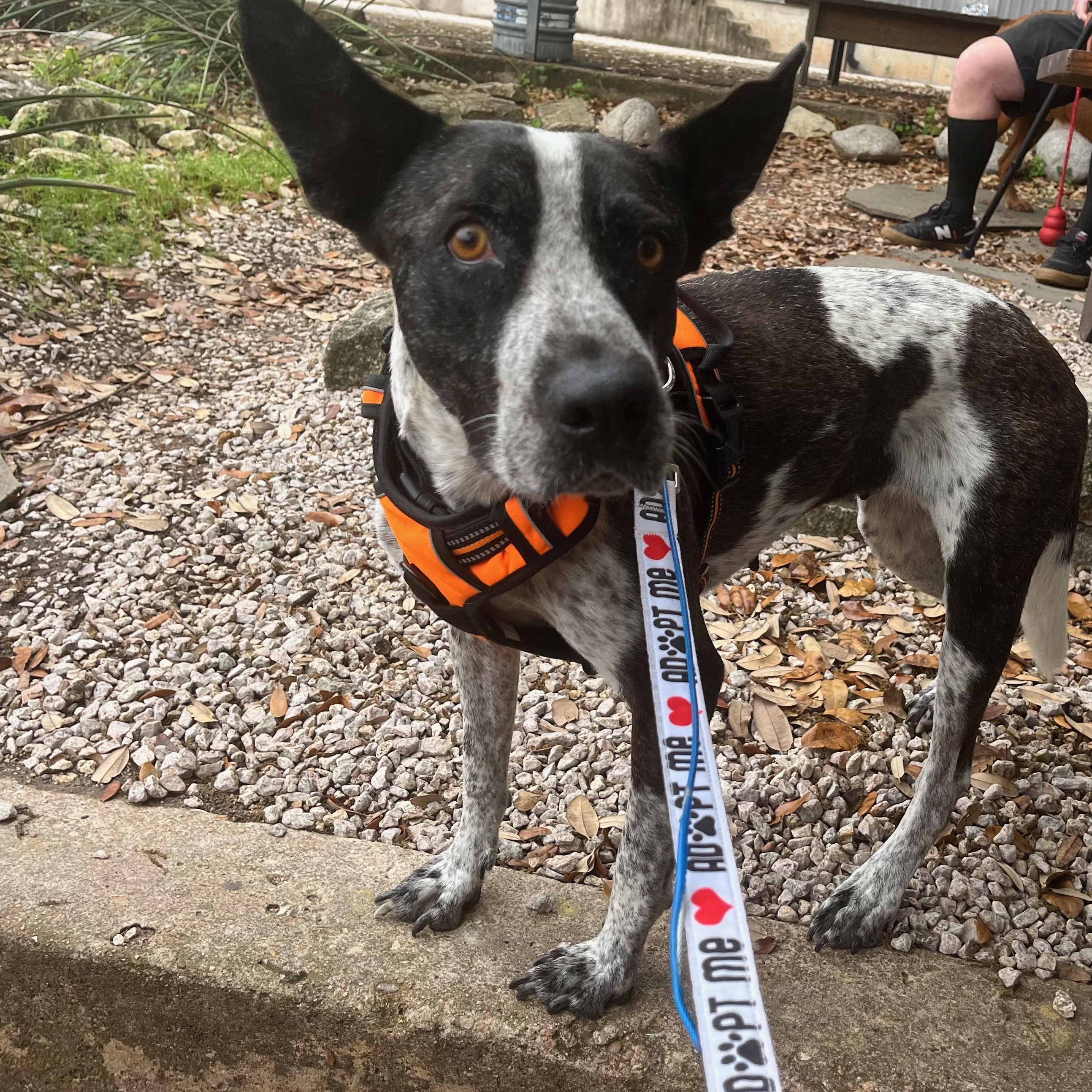 Domino, a Adoptable mixed breed in Austin, TX image 1/6
