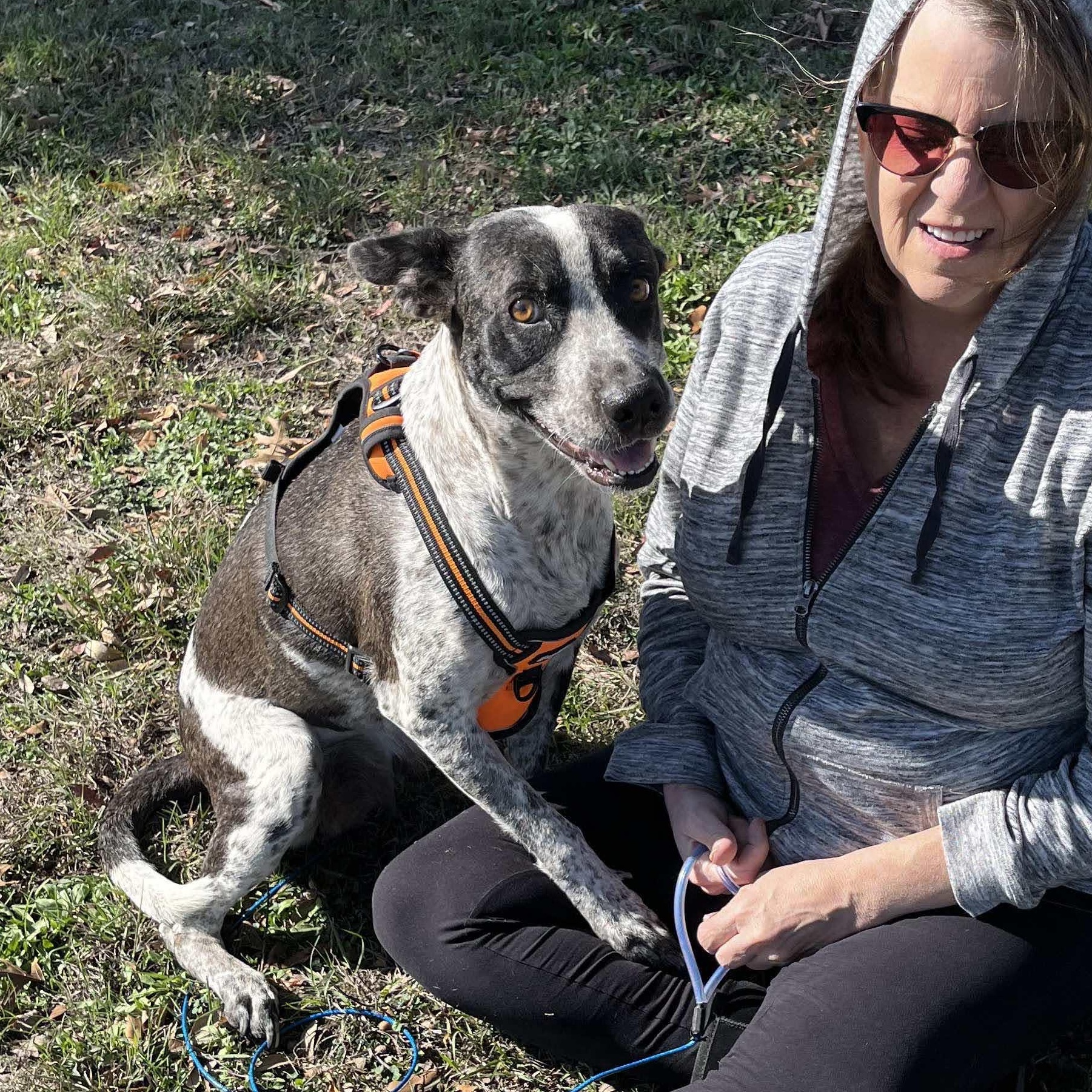 Domino, a Adoptable mixed breed in Austin, TX image 2/6