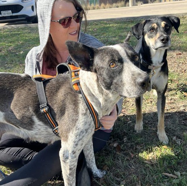 Domino, a Adoptable mixed breed in Austin, TX image 3/6