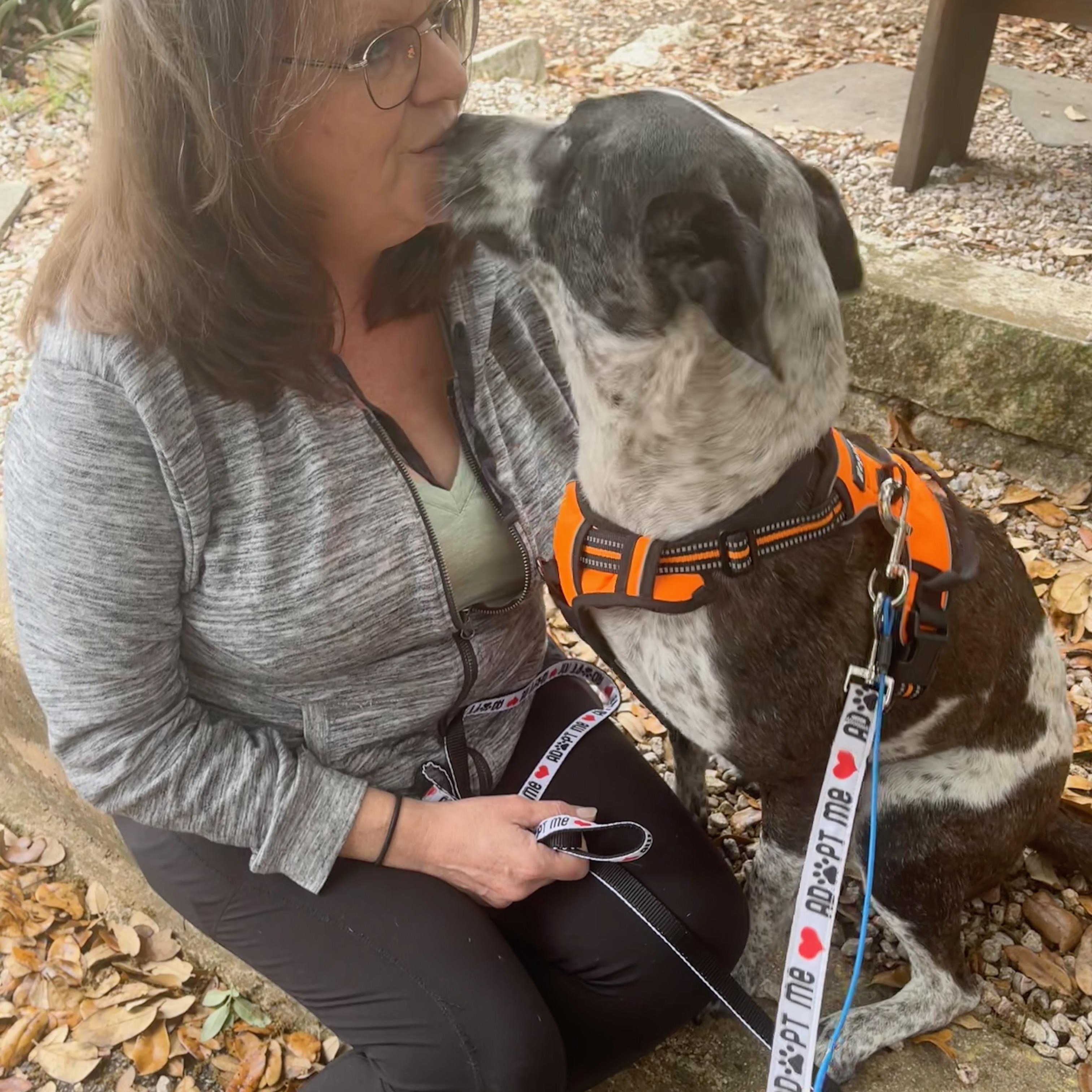 Domino, a Adoptable mixed breed in Austin, TX image 4/6