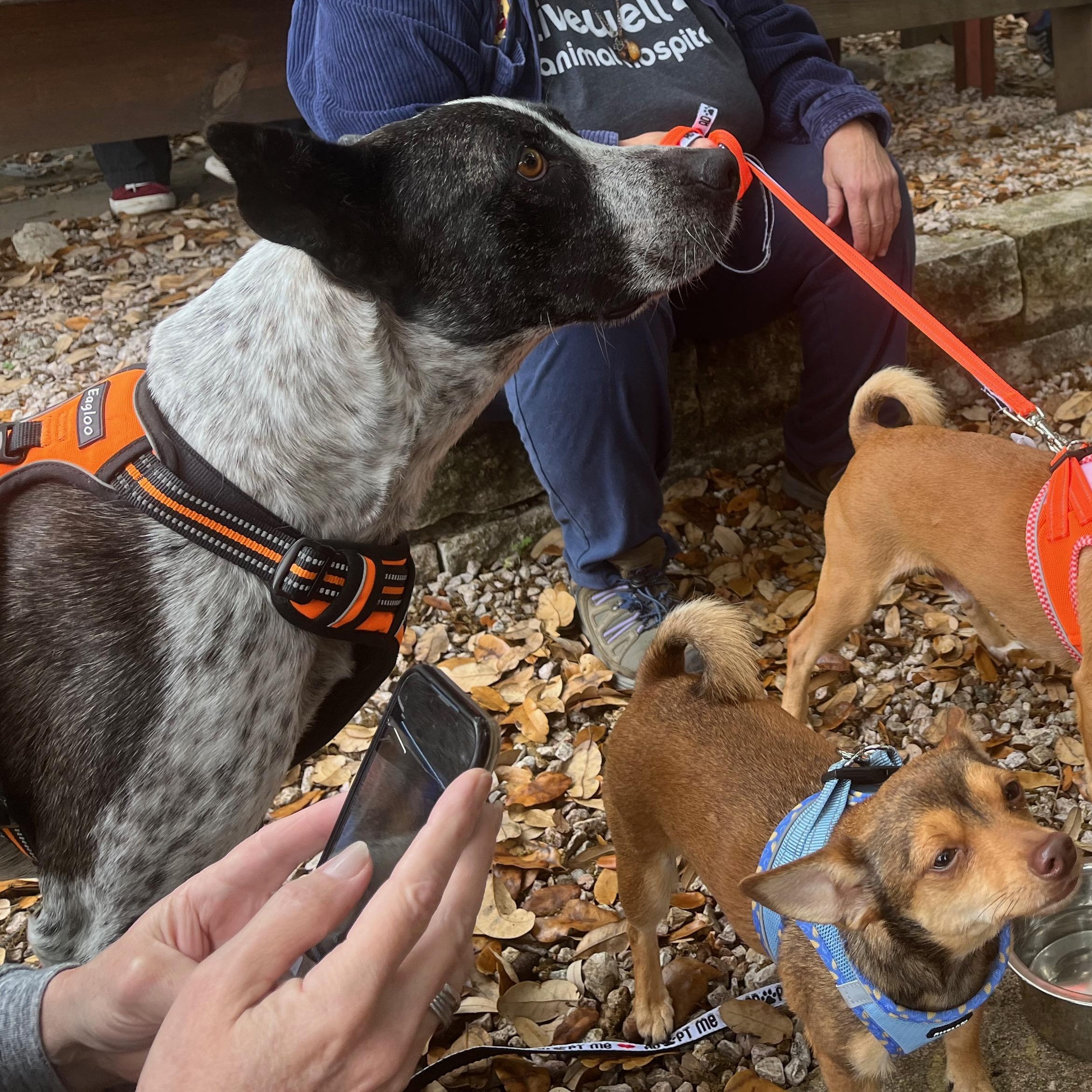 Domino, a Adoptable mixed breed in Austin, TX image 5/6