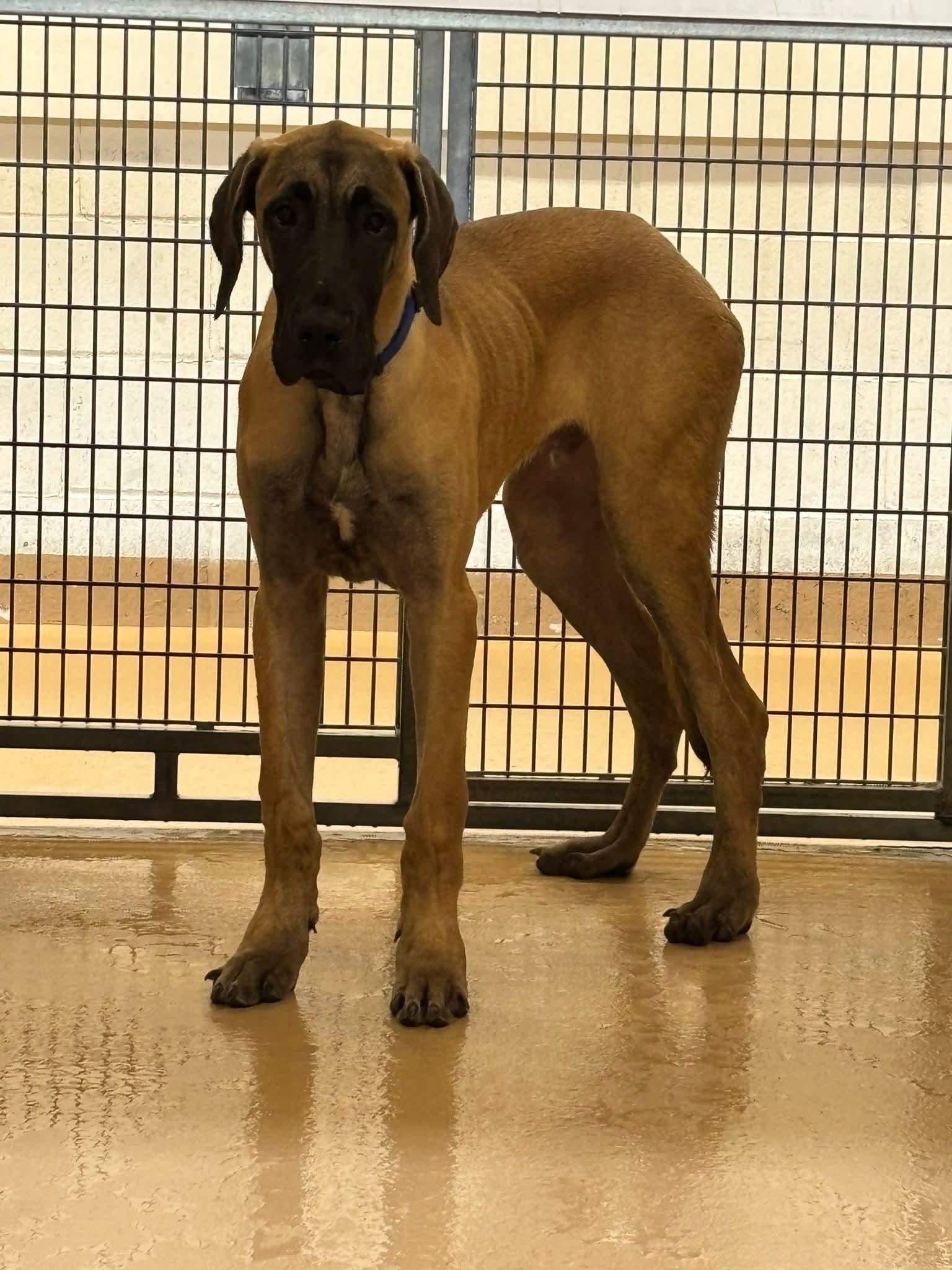 Scooby, Adoptable, Young Male Great Dane.