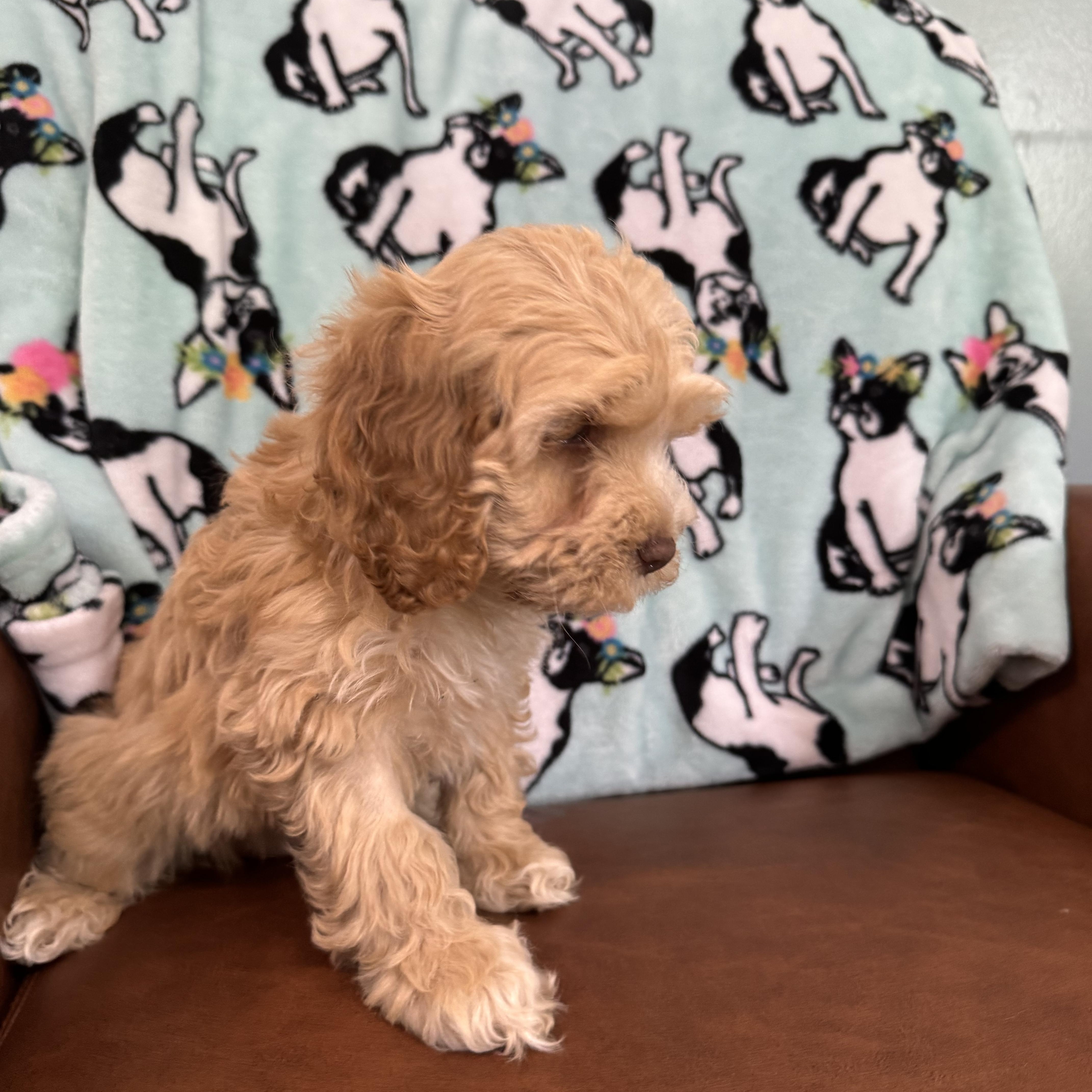 Enlarge Pomelo, an adopted Cockapoo in Sequatchie, TN image 2/4