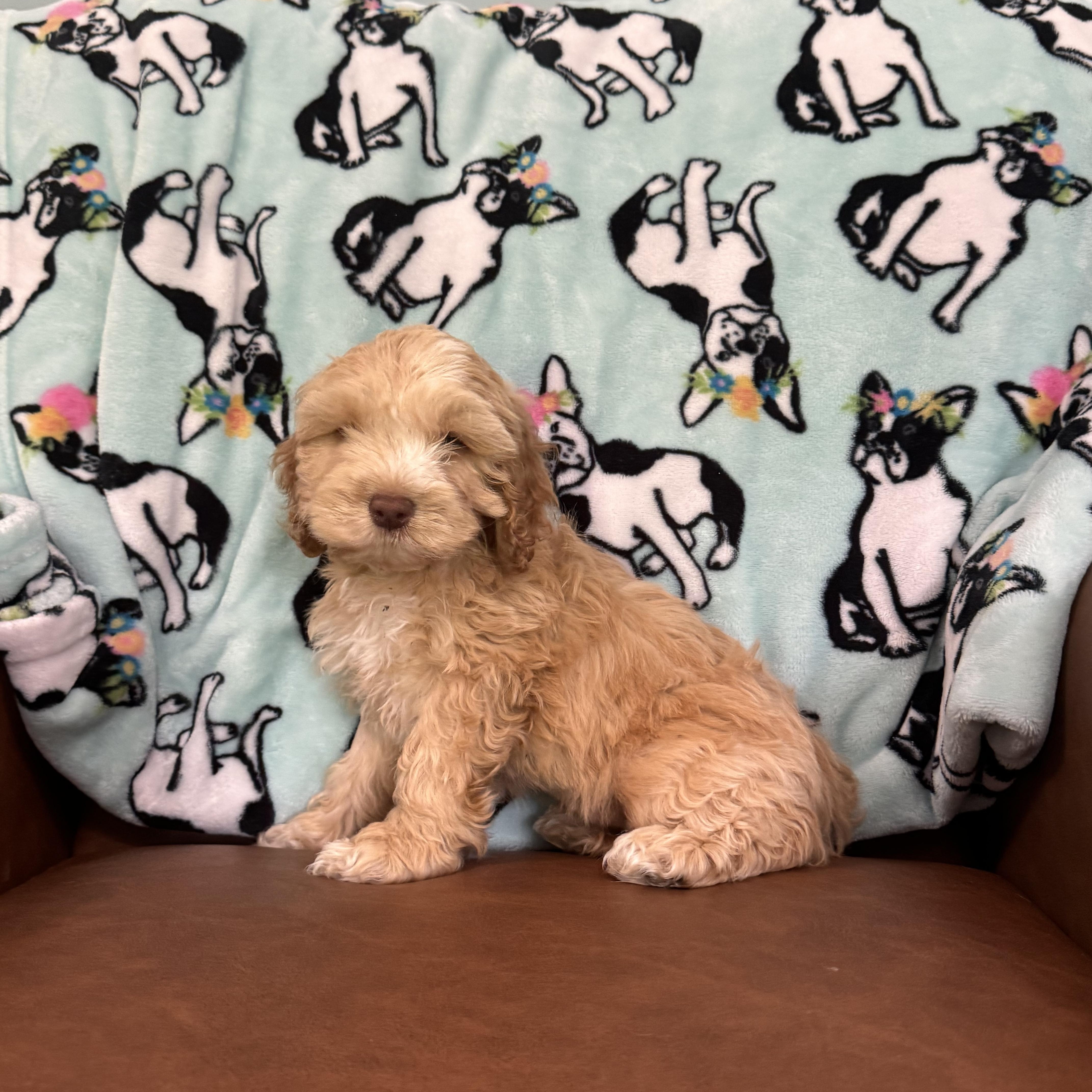 Enlarge Pomelo, an adopted Cockapoo in Sequatchie, TN image 3/4