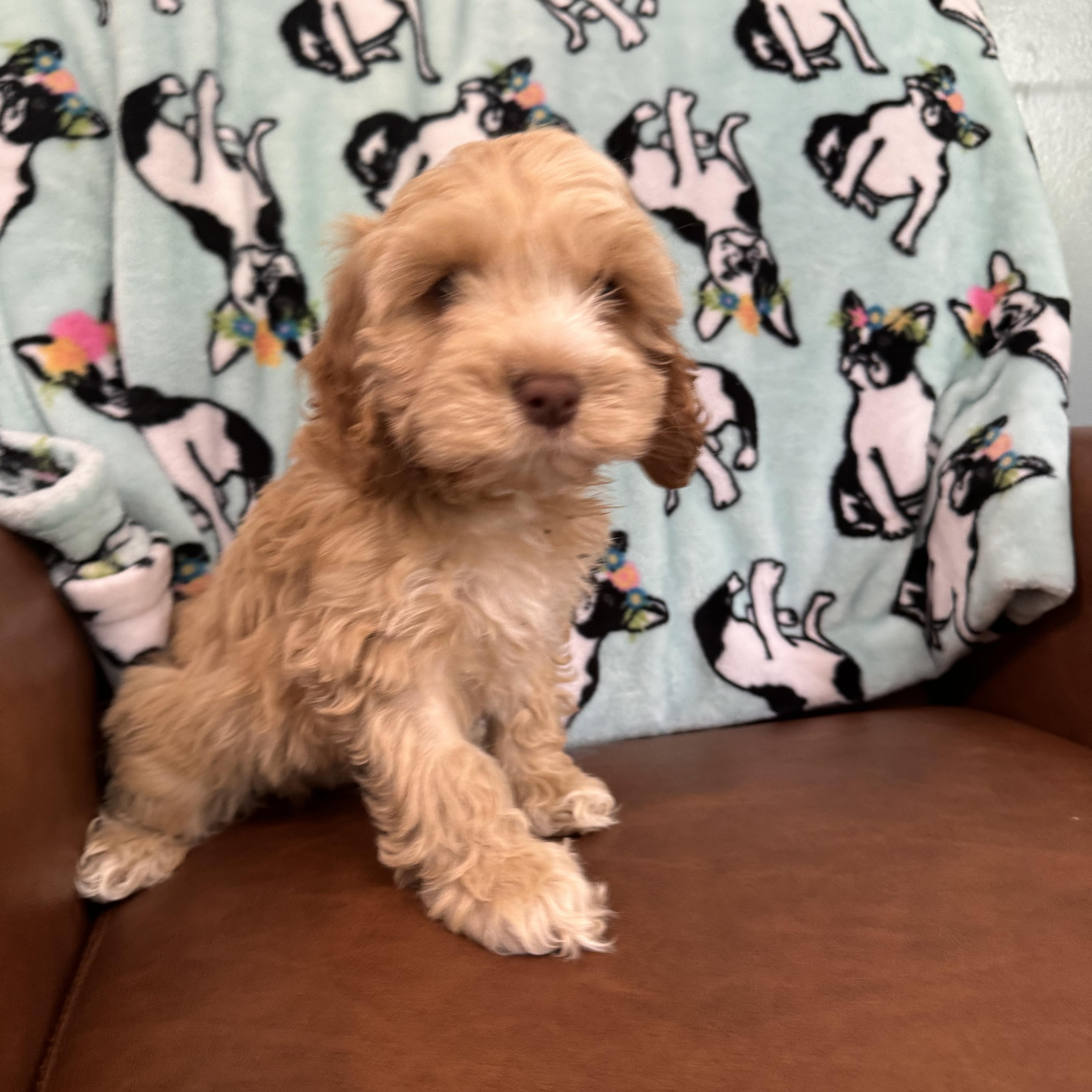 Enlarge Pomelo, an adopted Cockapoo in Sequatchie, TN image 4/4