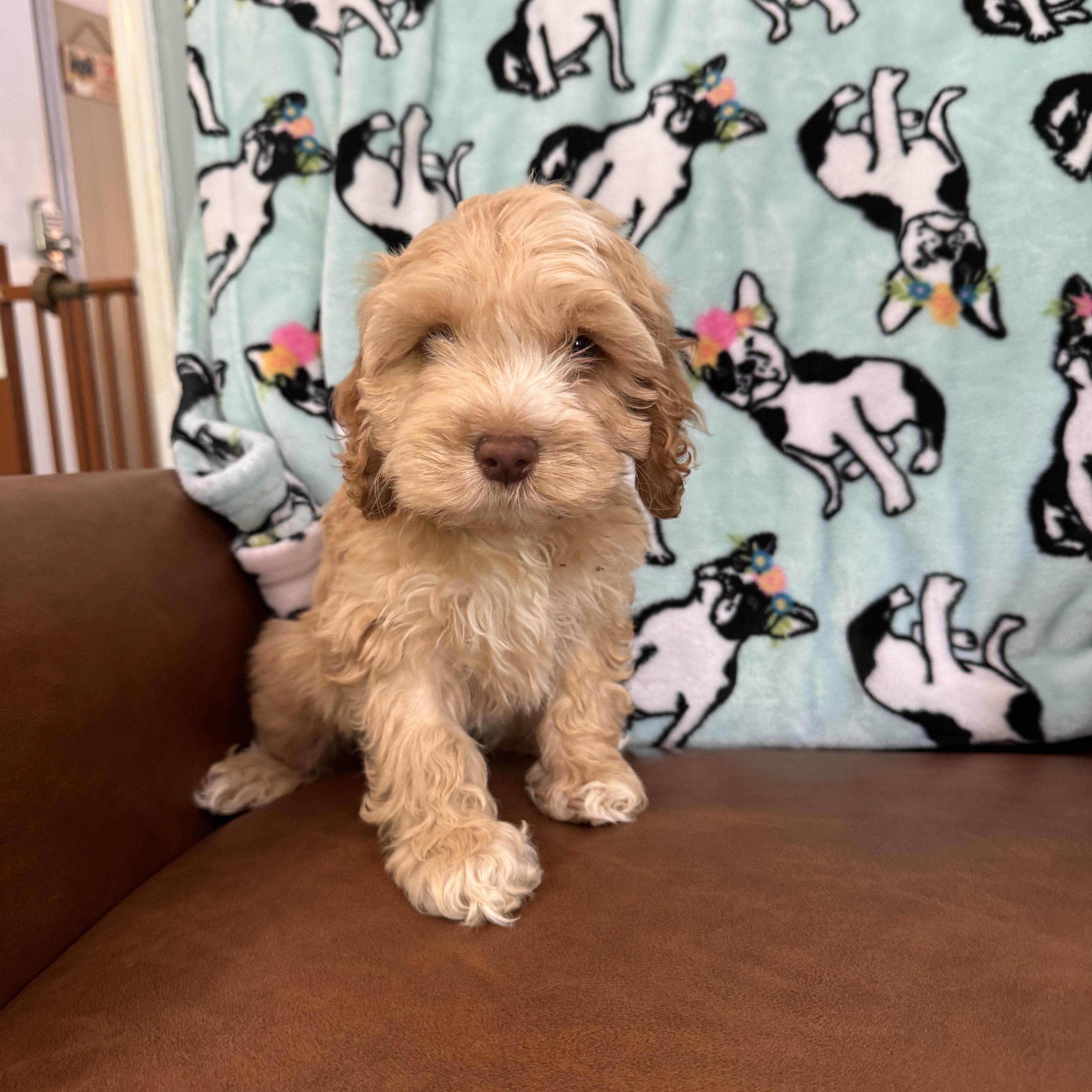 Pomelo, adopted, Puppy Female Cockapoo.