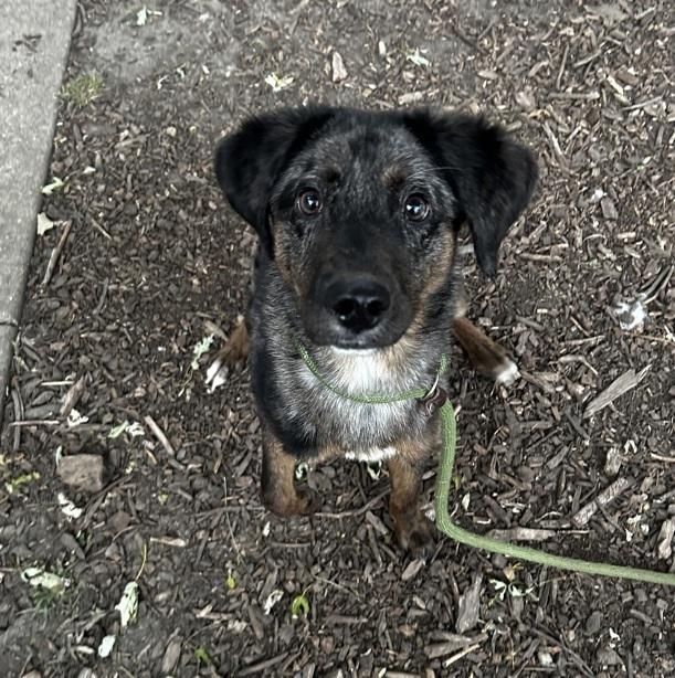 Edwin, Adoptable, Young Male Catahoula Leopard Dog.
