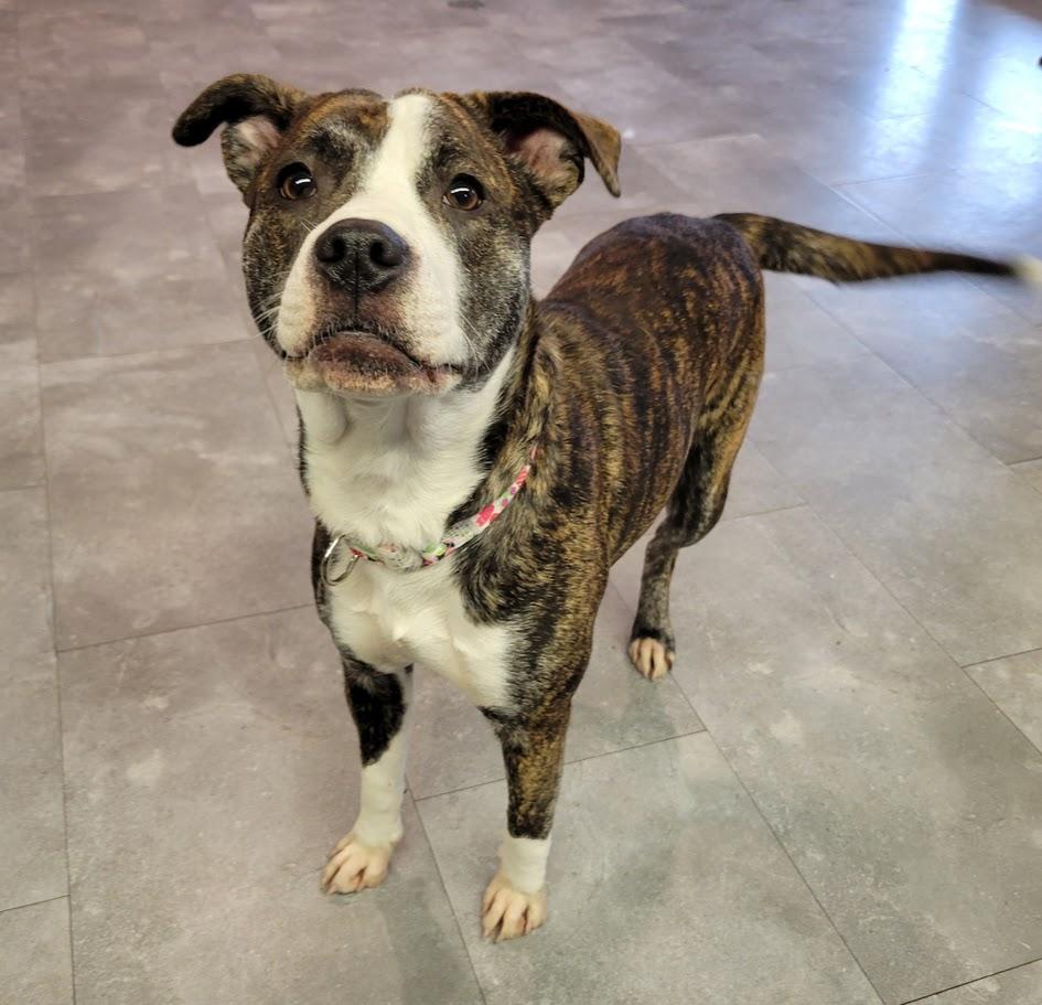 Enlarge Bitty, an adopted mixed breed in Lisbon, OH image 4/4