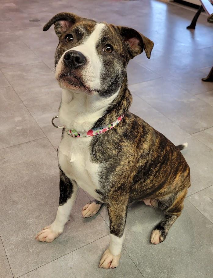 Enlarge Bitty, an adopted mixed breed in Lisbon, OH image 1/4