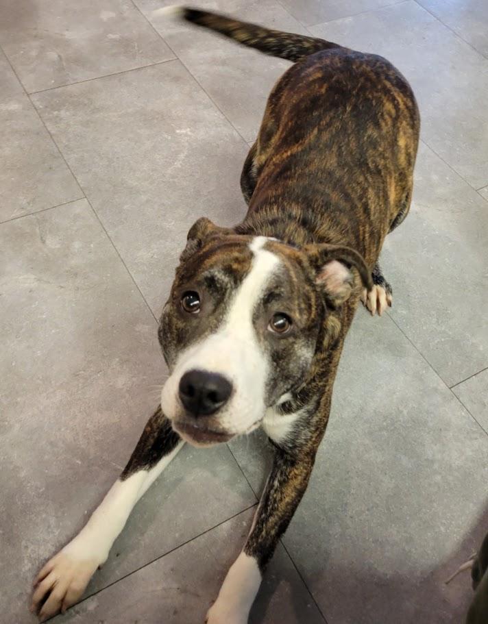 Enlarge Bitty, an adopted mixed breed in Lisbon, OH image 3/4