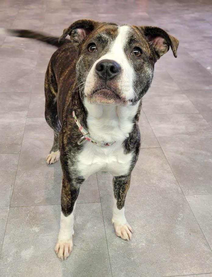 Enlarge Bitty, an adopted mixed breed in Lisbon, OH image 2/4