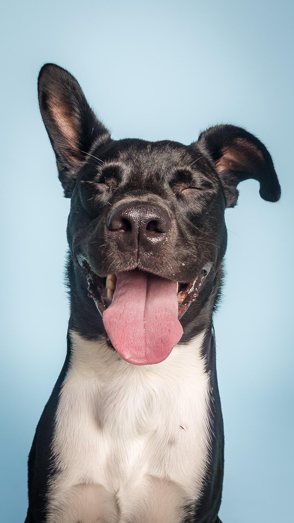 Enlarge Maxwell, a Adoptable mixed breed in Columbia, MO image 5/6