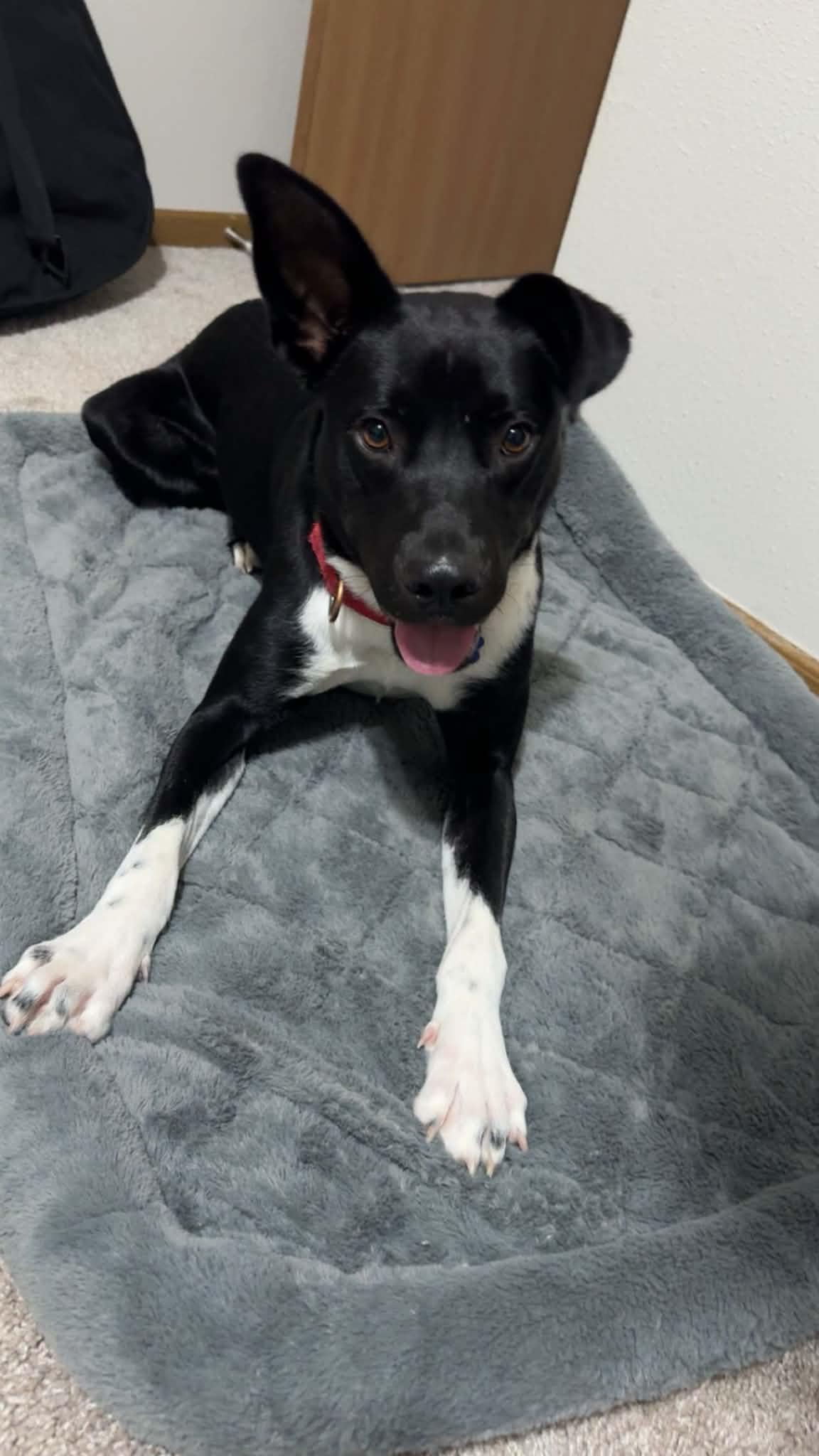 Enlarge Maxwell, a Adoptable mixed breed in Columbia, MO image 2/6