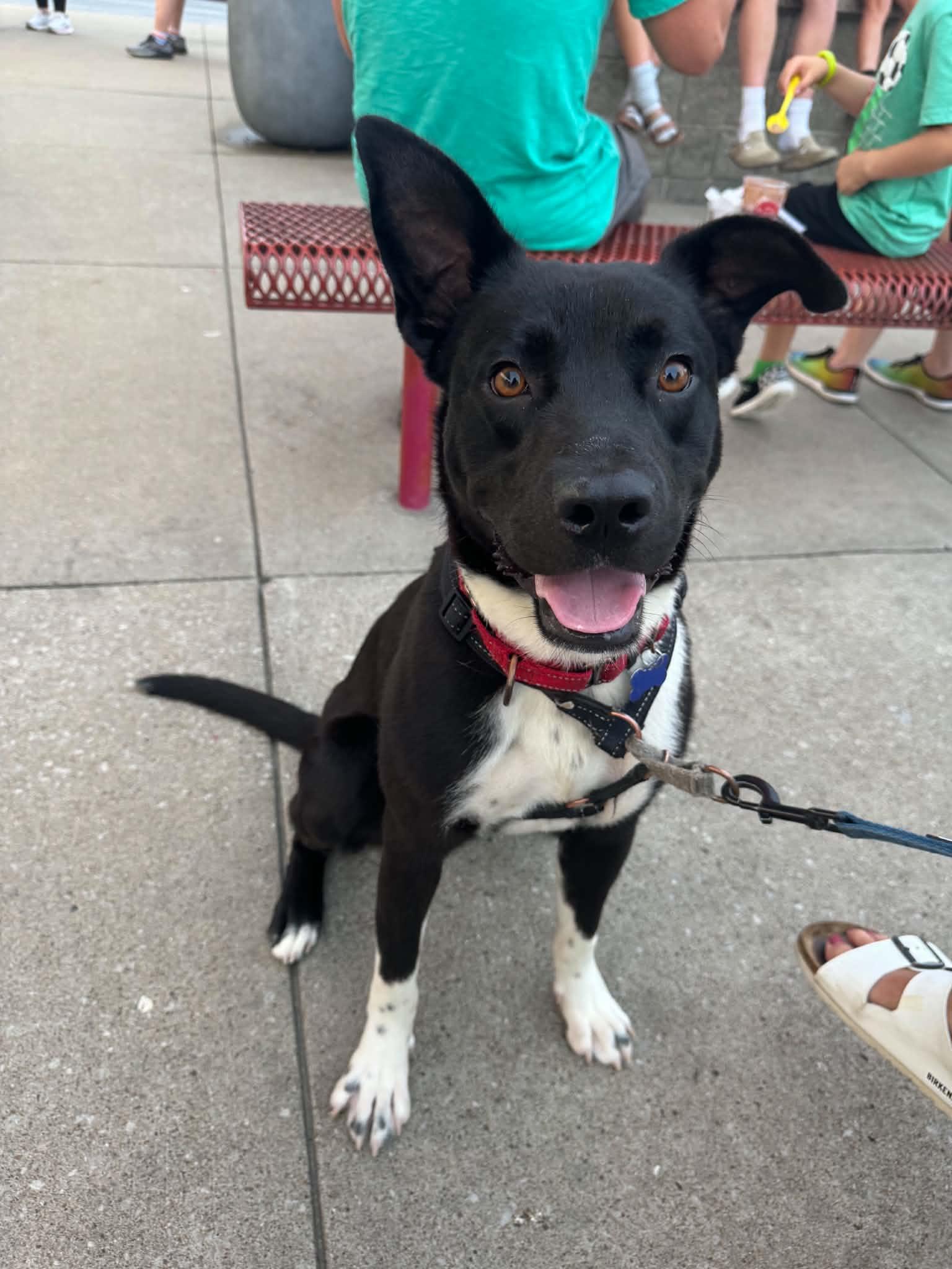 Enlarge Maxwell, a Adoptable mixed breed in Columbia, MO image 4/6