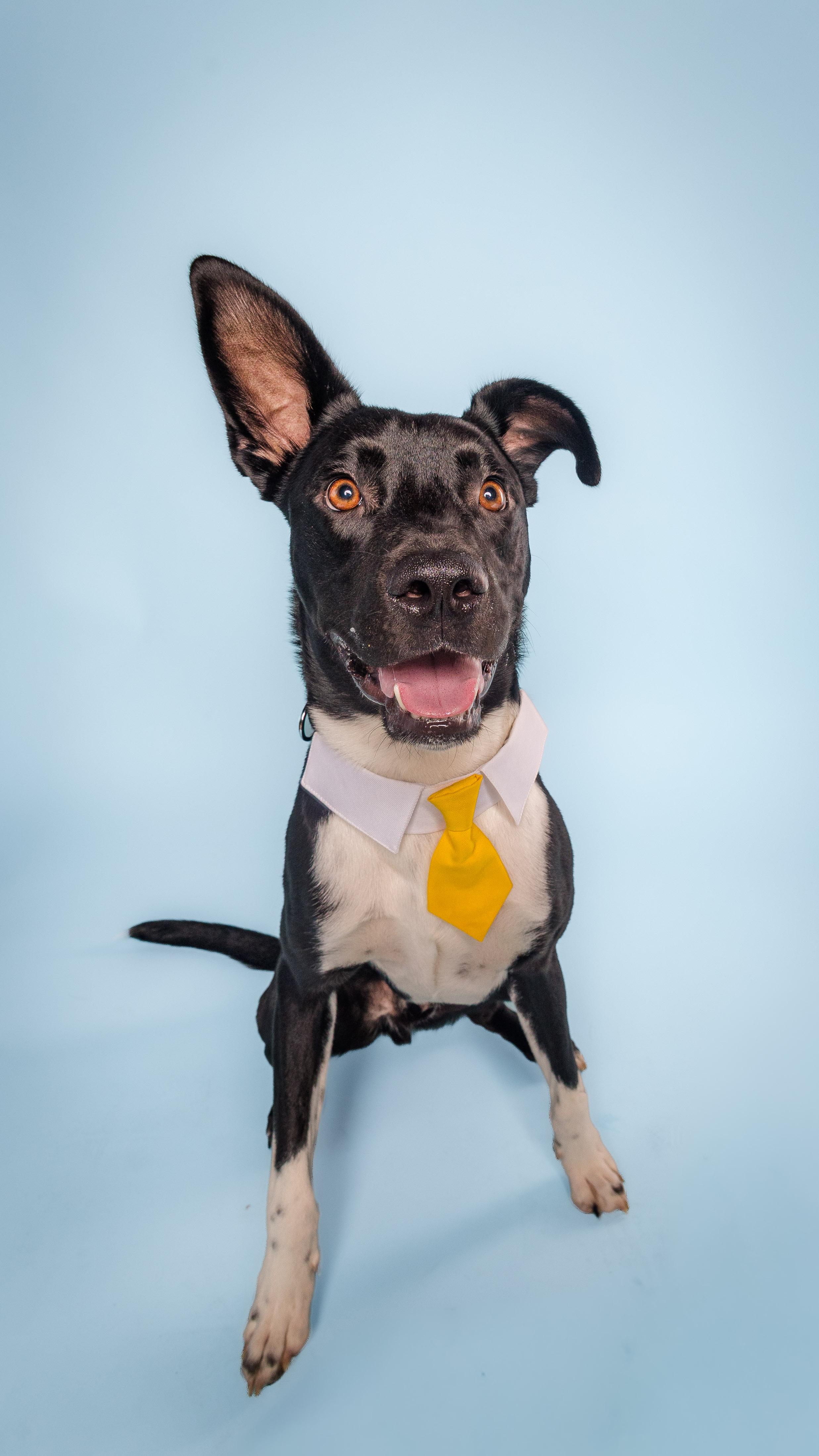 Enlarge Maxwell, a Adoptable mixed breed in Columbia, MO image 6/6