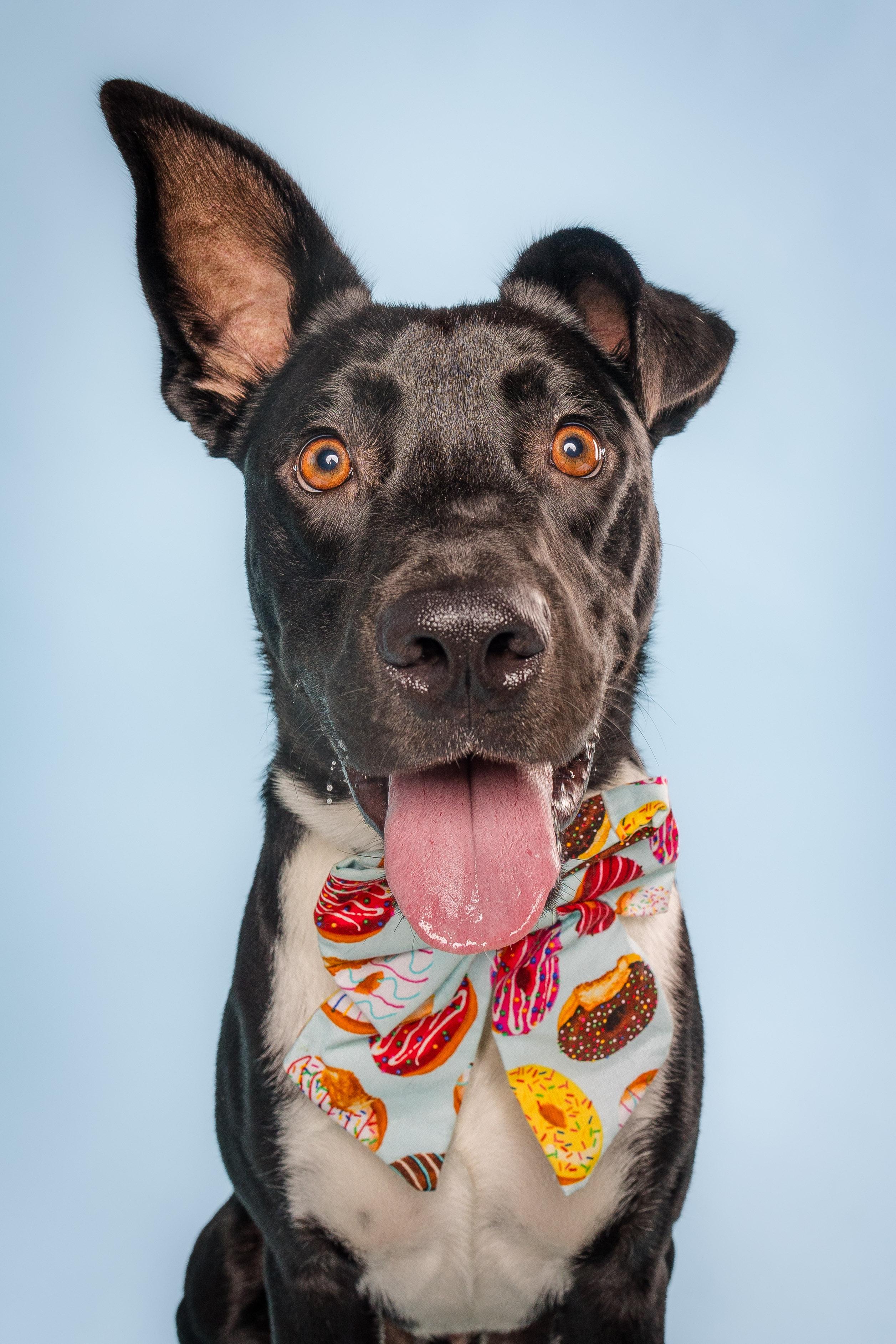 Maxwell, Adoptable, Adult Male Labrador Retriever & Border Collie.