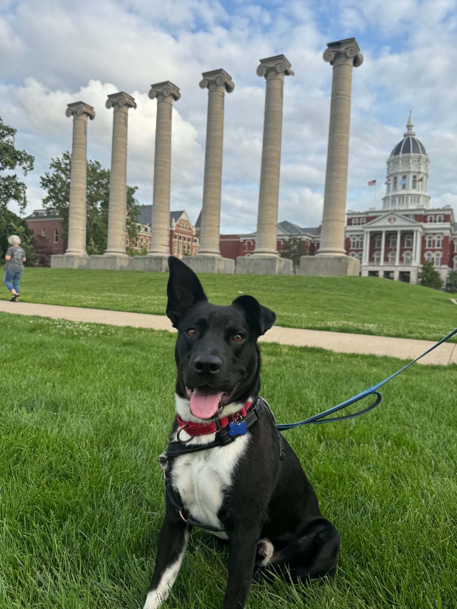 Enlarge Maxwell, a Adoptable mixed breed in Columbia, MO image 3/6