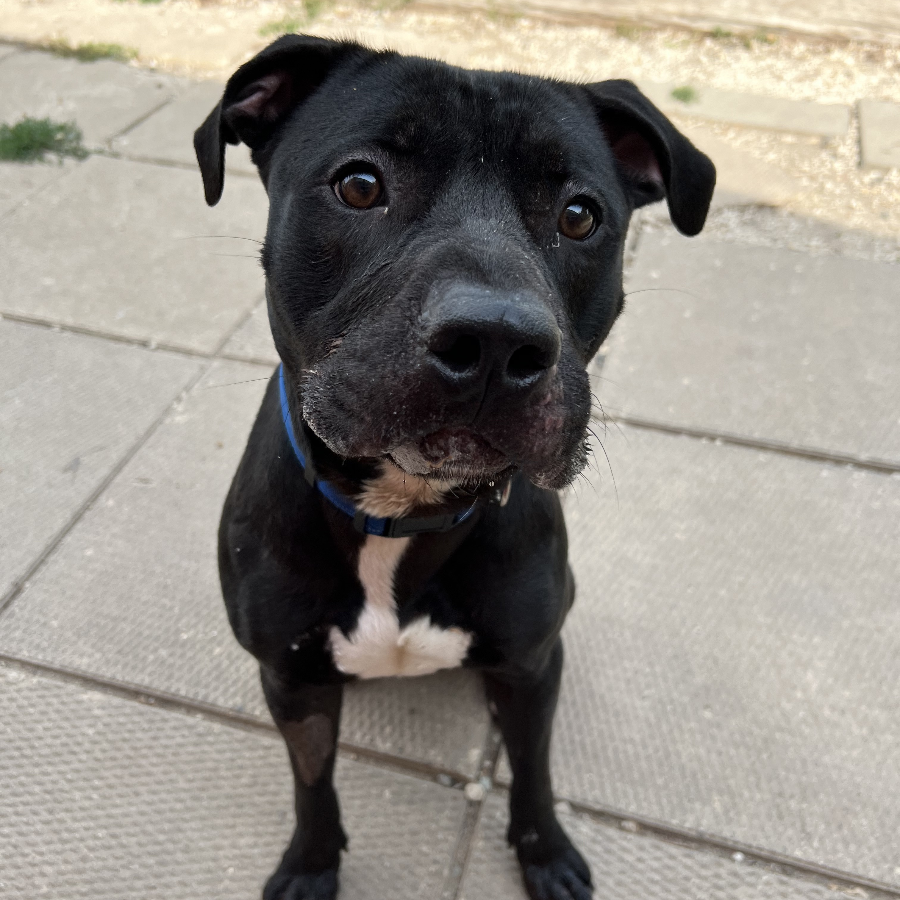 Beans, Adoptable, Young Male Pit Bull Terrier.