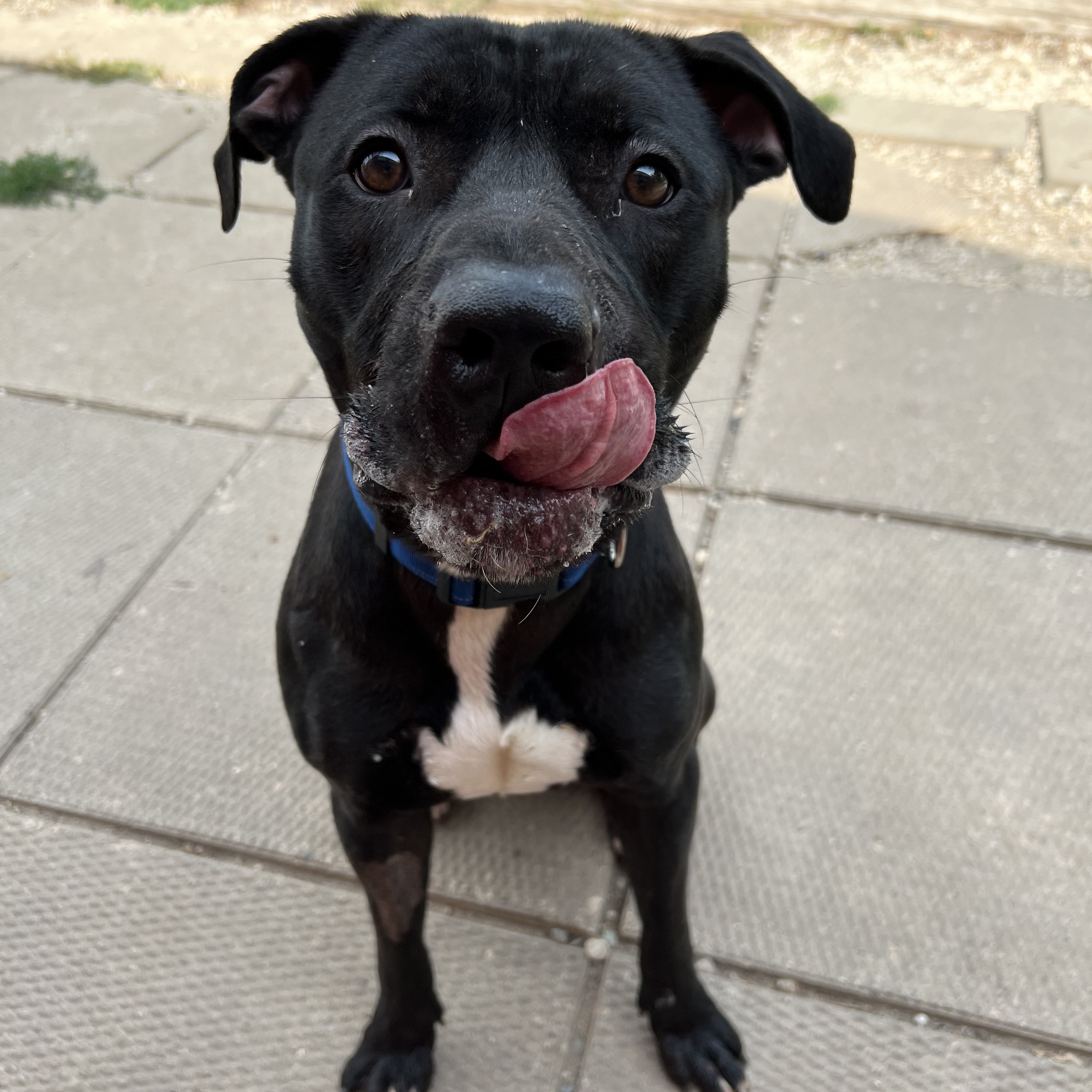 Enlarge Beans, an adopted mixed breed in Spencer, IA image 3/4