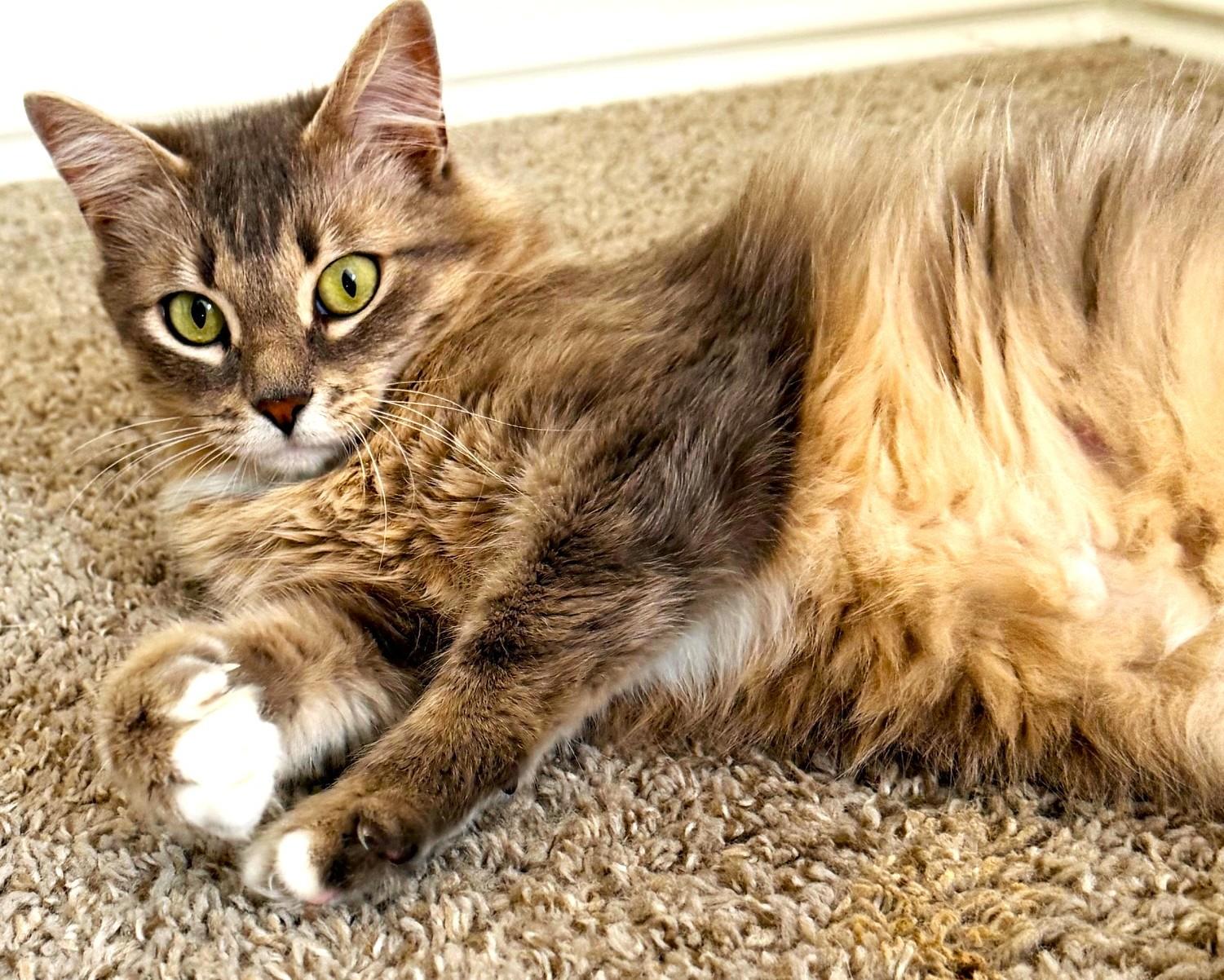 Enlarge Jasmine, a ADOPTABLE mixed breed in Austin, TX image 5/6