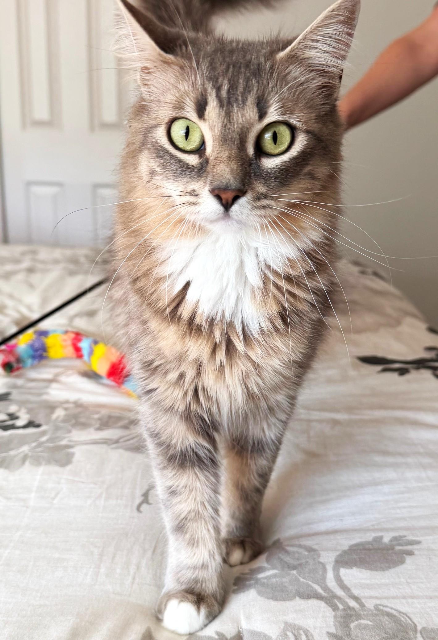 Enlarge Jasmine, a ADOPTABLE mixed breed in Austin, TX image 3/6